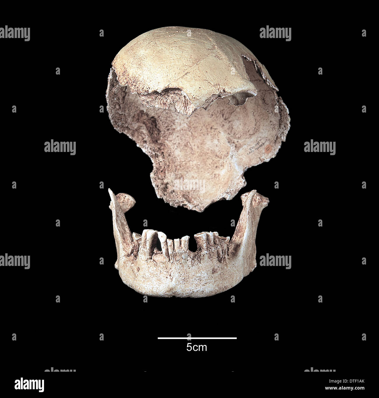 Homo sapiens sapiens australia hi-res stock photography and images - Alamy