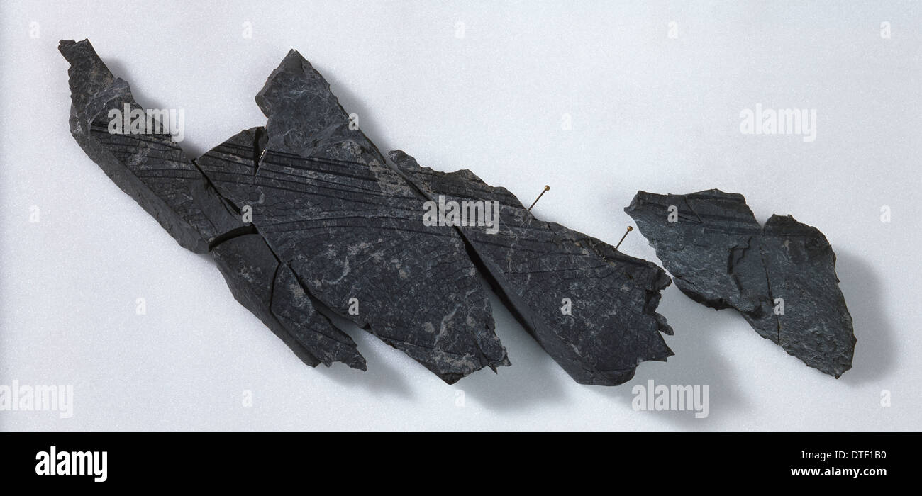 Fossil Dragonfly High Resolution Stock Photography and Images - Alamy