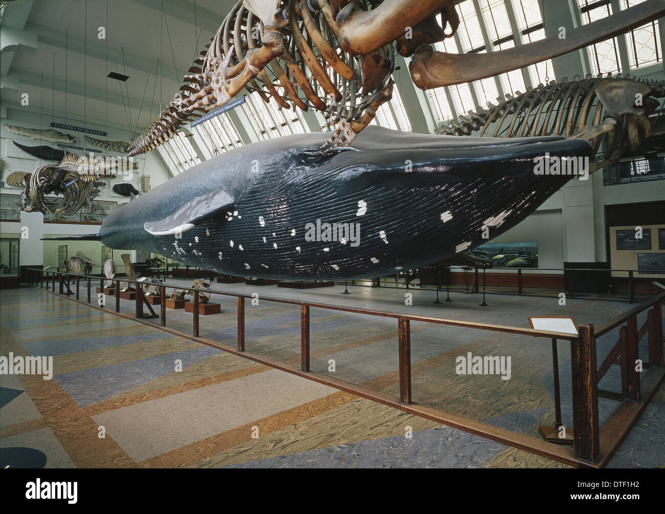 The Blue Whale exhibit Stock Photo
