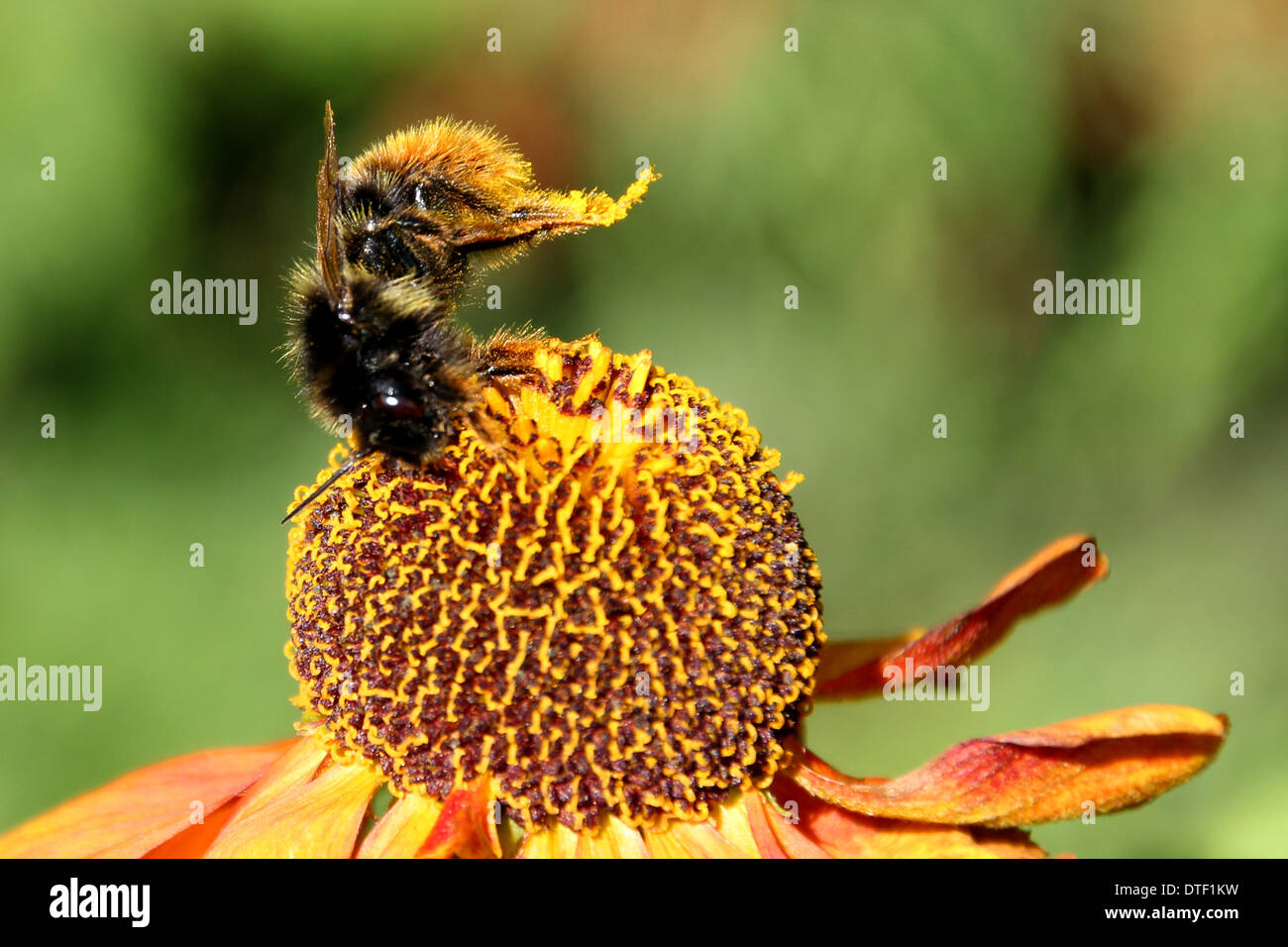 Buff tailed bumble bee collecting pollen/feeding on a Helenium flower((2 of a series of 4) Stock Photo