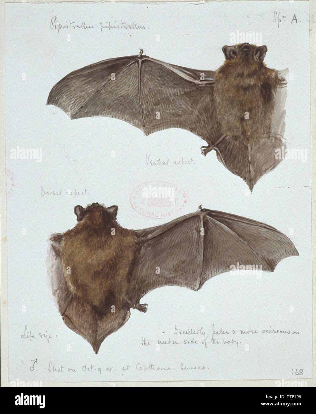 Pipistrellus pipistrellus, common pipistrelle Stock Photo 66713534 Alamy