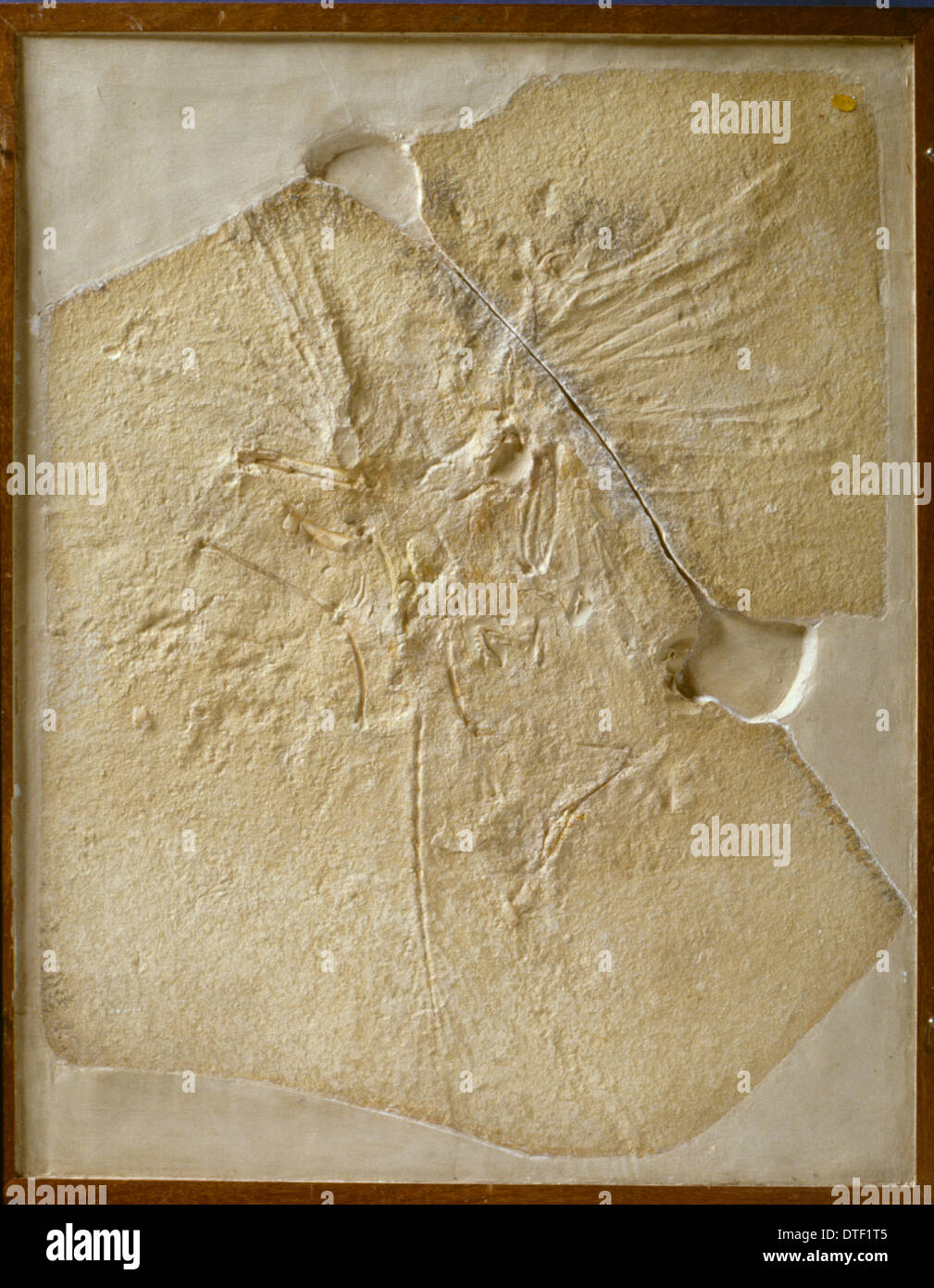 Archaeopteryx lithographica [London specimen] Stock Photo