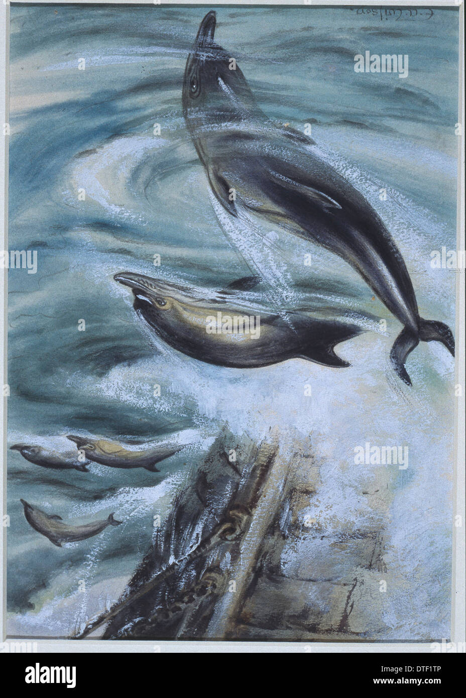 Bottlenose Dolphin Illustration Stock Photos & Bottlenose Dolphin