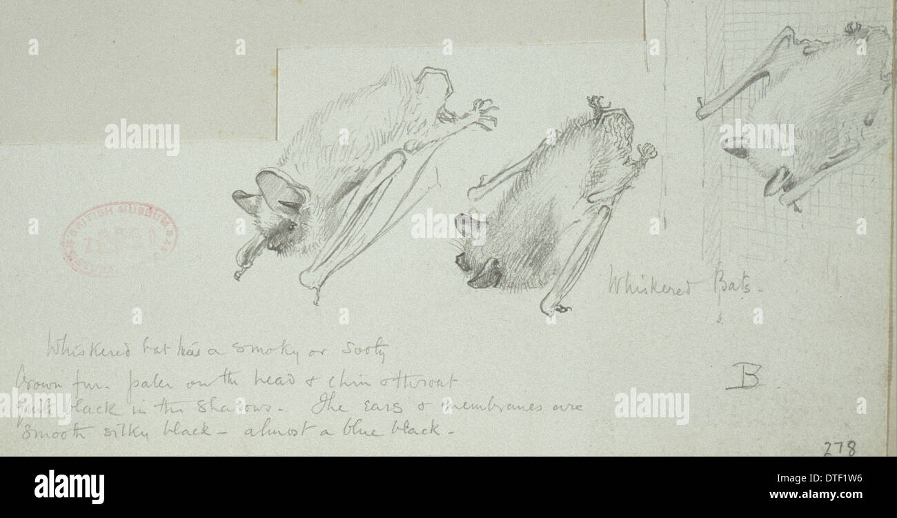 Myotis Mystacinus Whiskered Bat Stock Photo Alamy Myotis Mystacinus Whiskered Bat Stock Photo Alamy