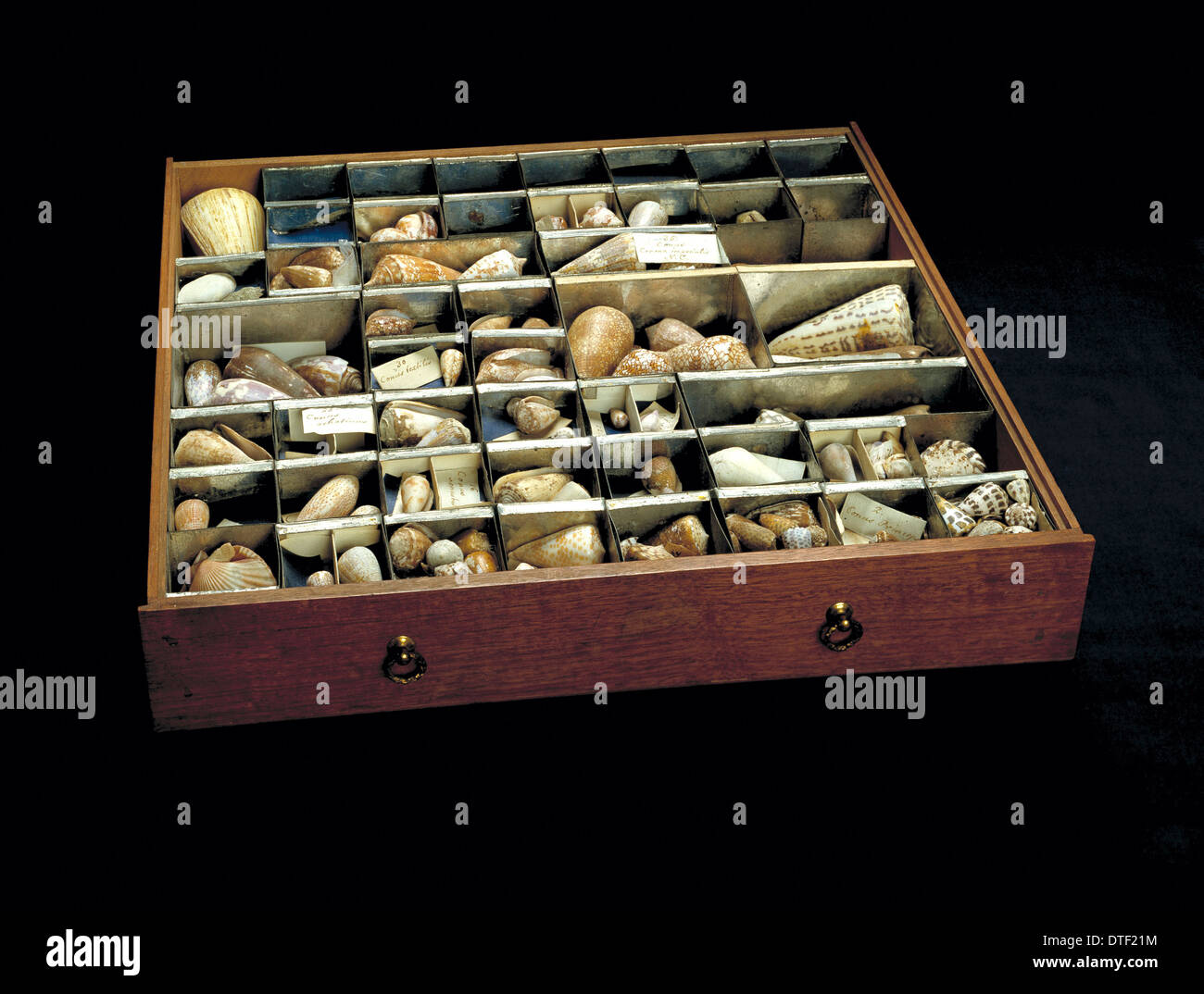 Shells from Sir Joseph Banks' collection Stock Photo Alamy