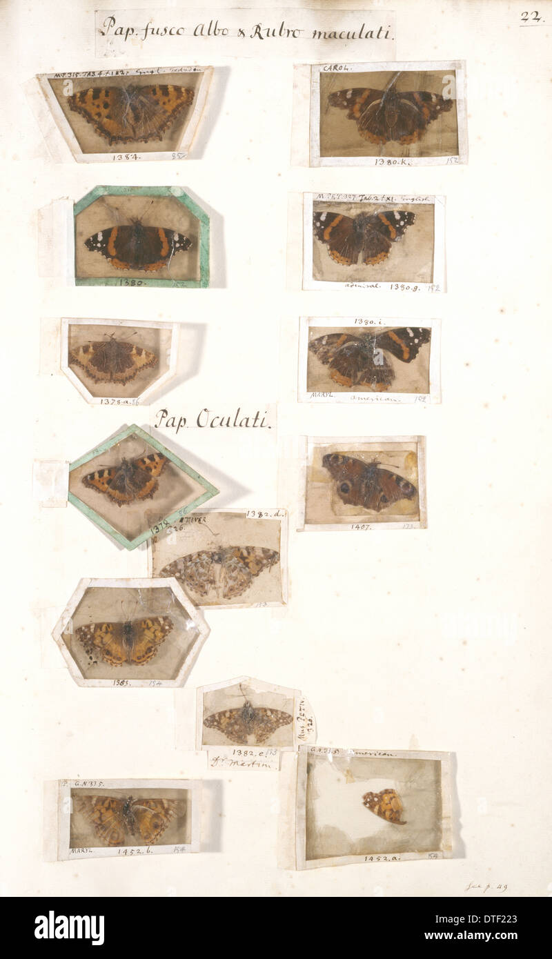 Insect collection by James Petiver (1663-1) Stock Photo