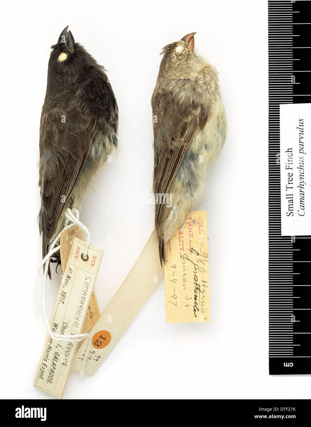 Camarhynchus parvulus, small tree finch Stock Photo Alamy