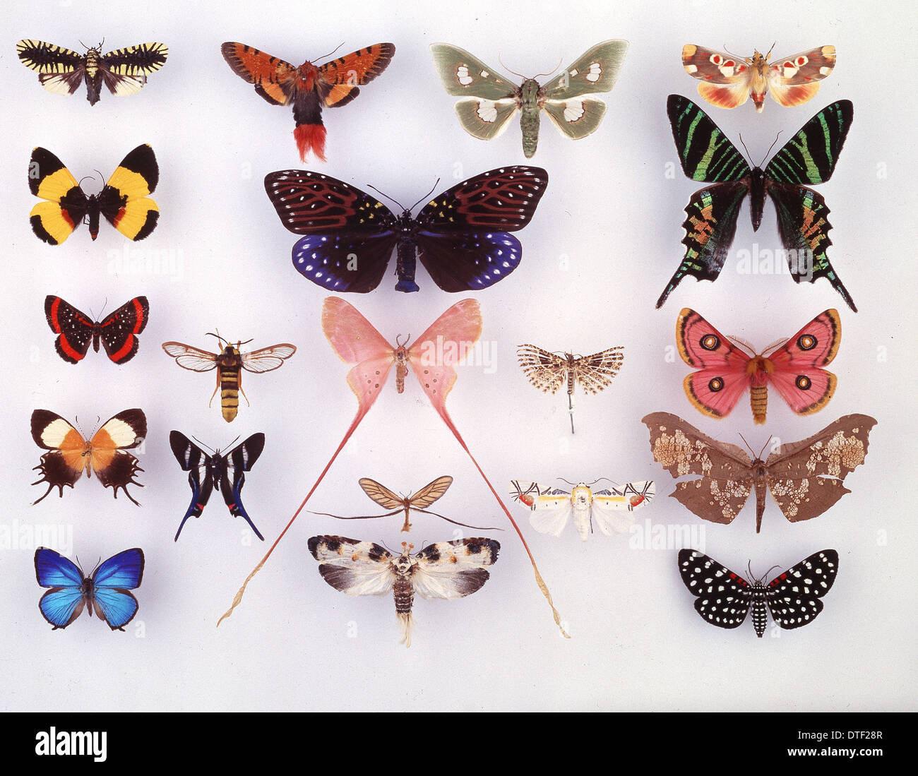 Display of lepidoptera, illustrating variation Stock Photo