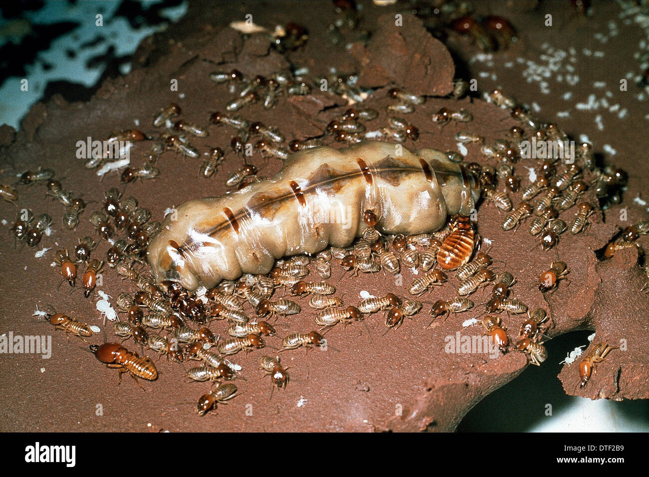 Termite colony Stock Photo 66714013 Alamy