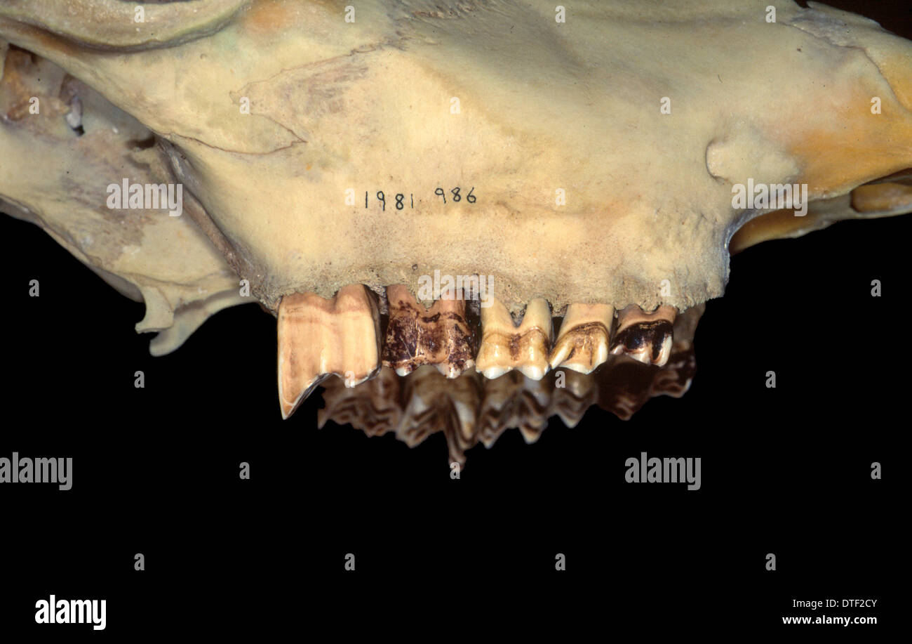 Bos taurus cattle teeth hi-res stock photography and images - Alamy