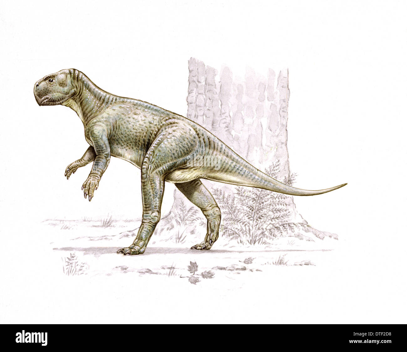 Psittacosaurus hires stock photography and images Alamy