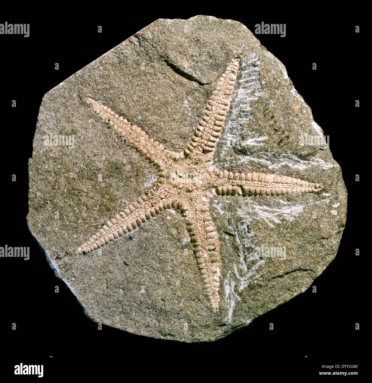Archastropecten cotteswoldiae, starfish Stock Photo