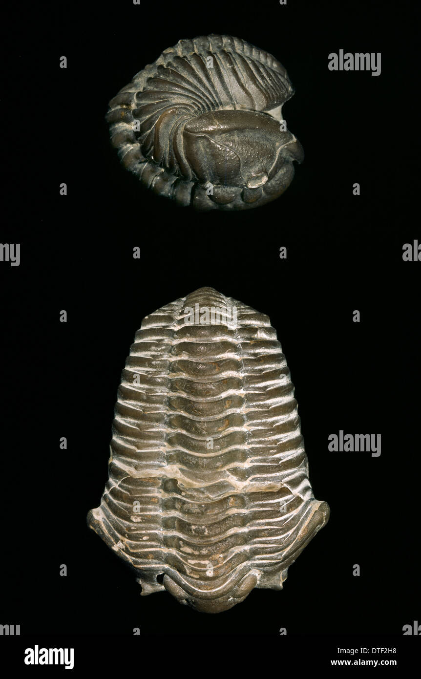 Calymene blumenbachii, trilobite Stock Photo