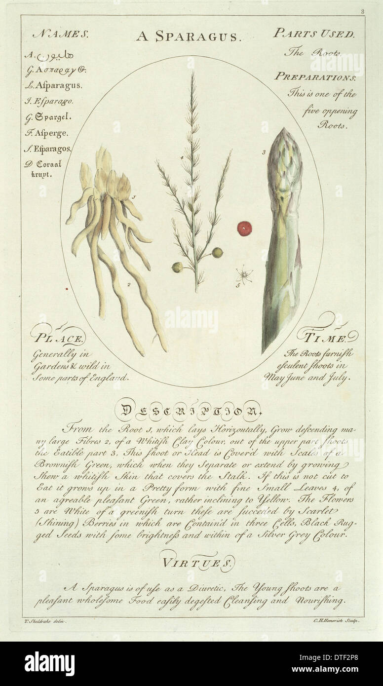 Asparagus officinalis, asparagus Stock Photo Alamy