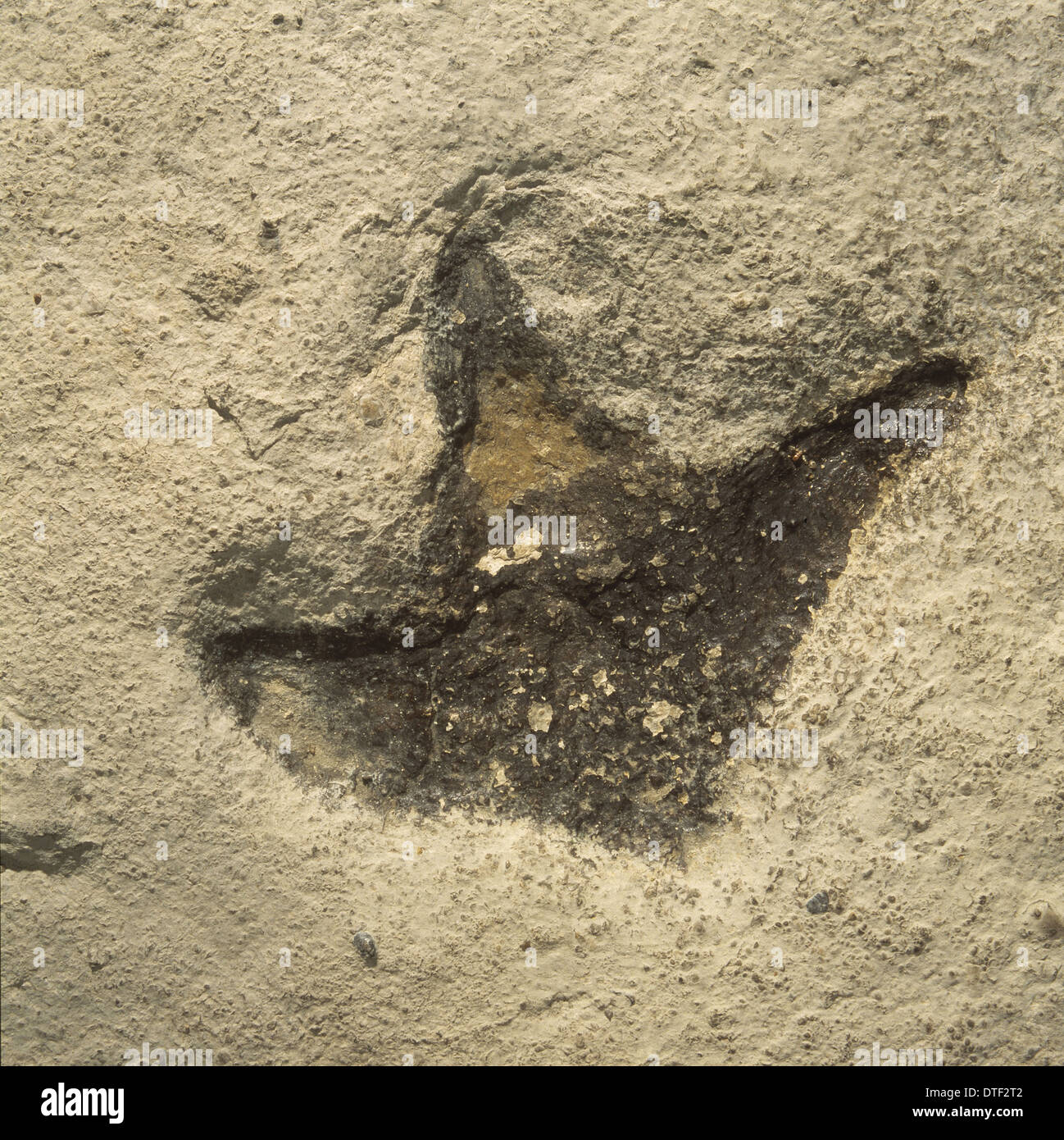 Dinosaur footprint Stock Photo
