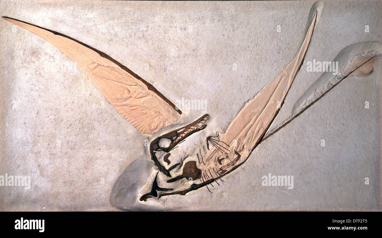 Rhamphorhynchoidea hires stock photography and images Alamy