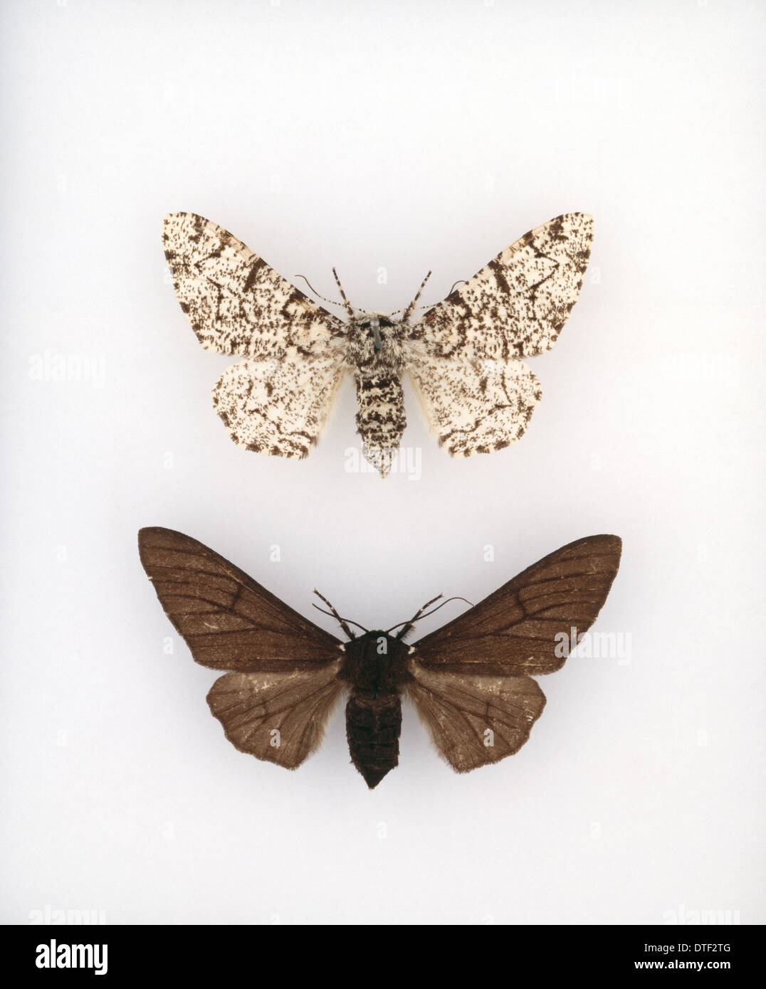 Biston betularia, peppered moth Stock Photo