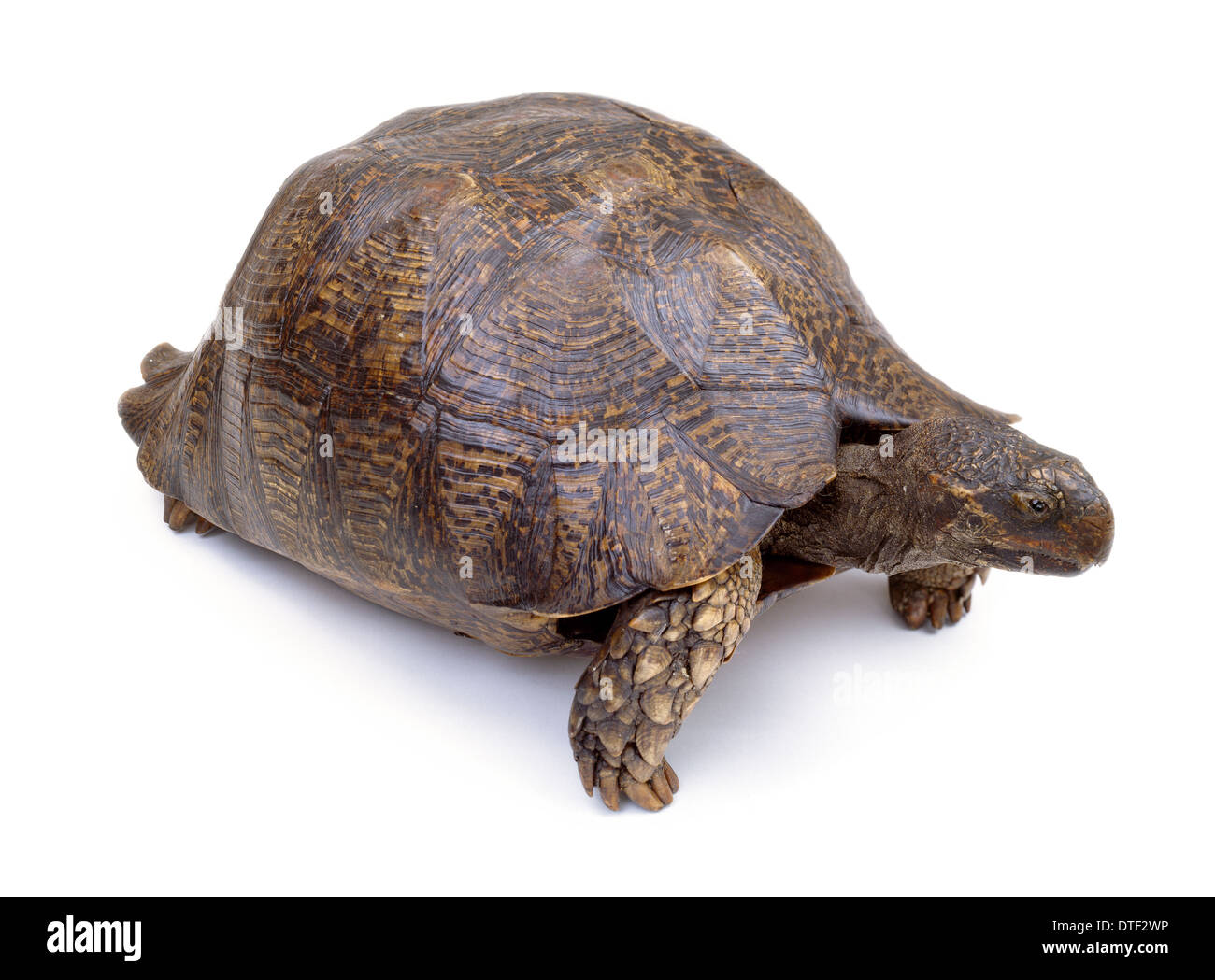 Mounted tortoise specimen Stock Photo