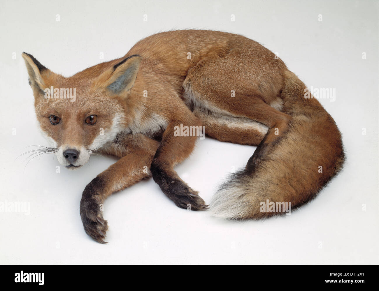 Vulpes vulpes, a red fox Stock Photo