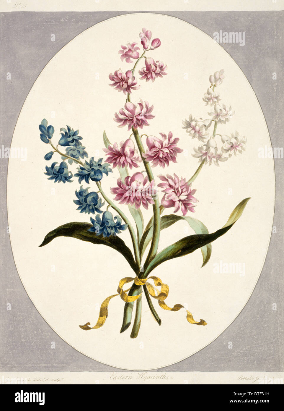 Hyacinthus sp., Eastern hyacinths Stock Photo
