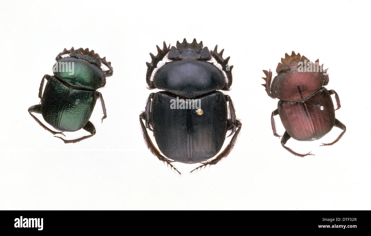Scarab beetles Stock Photo