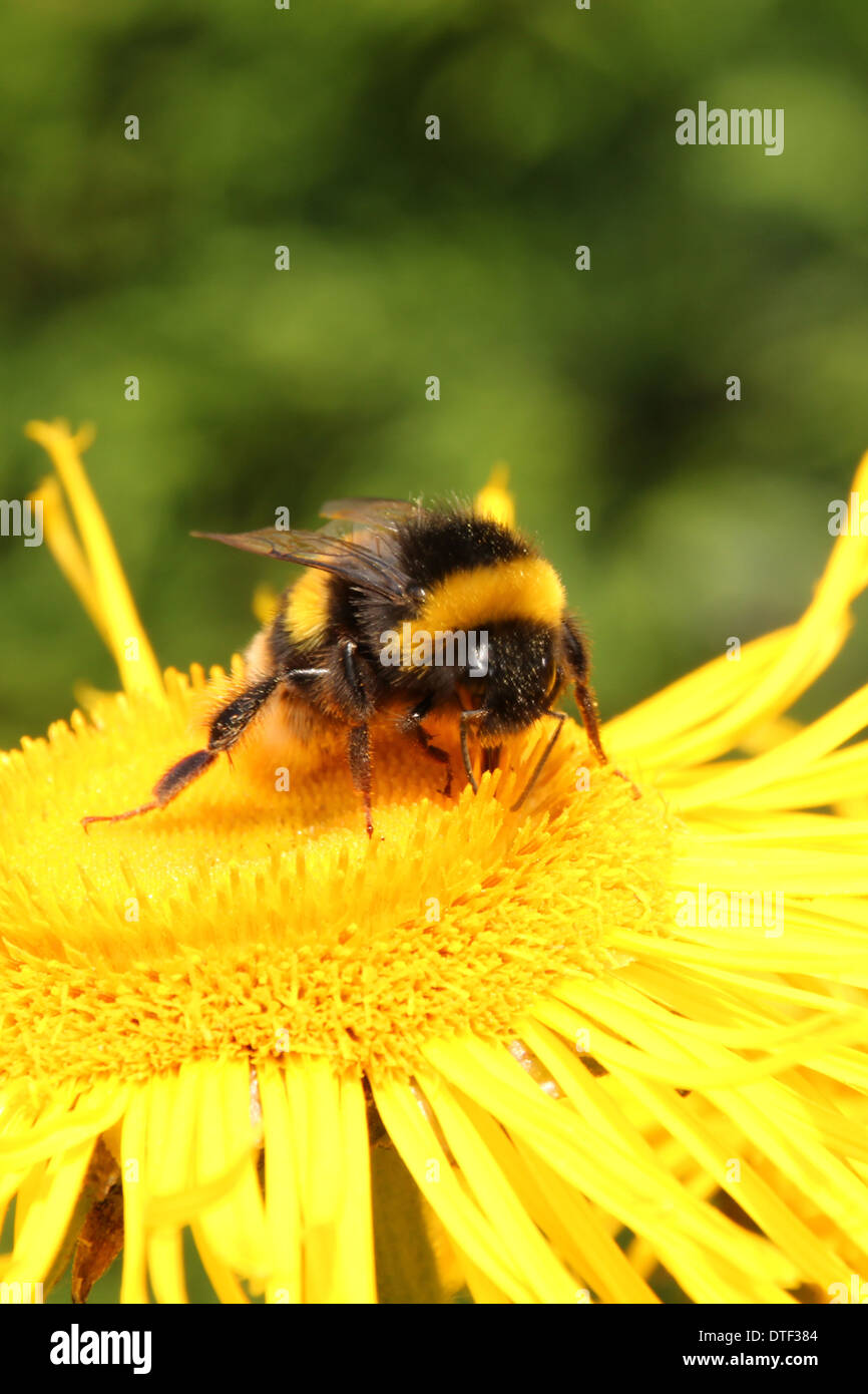 Buff tailed bumblebee feeding on a yellow Inula flower (1 of a series of 5) Stock Photo