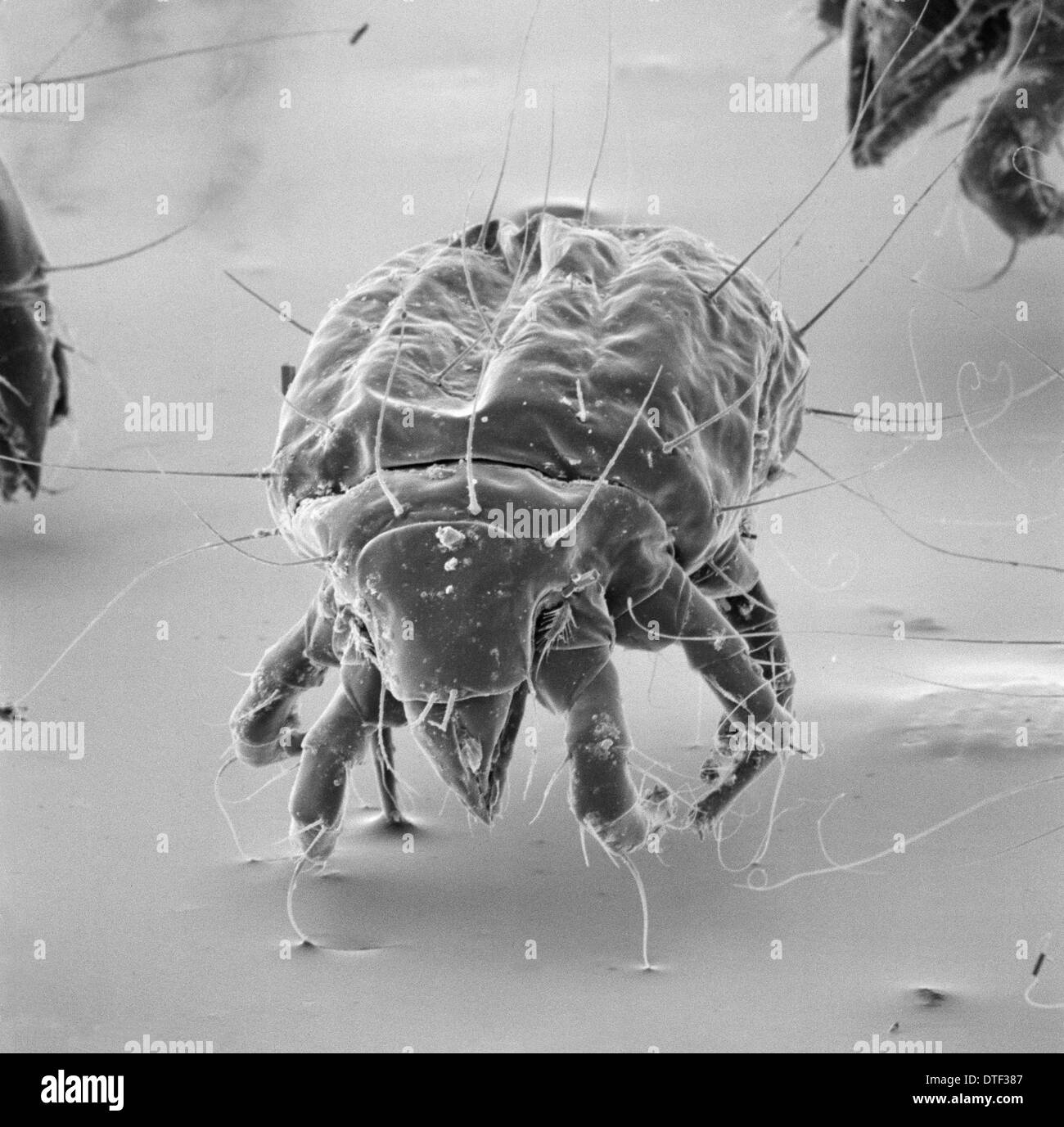 Tyrophagus casei, cheese mite Stock Photo Alamy