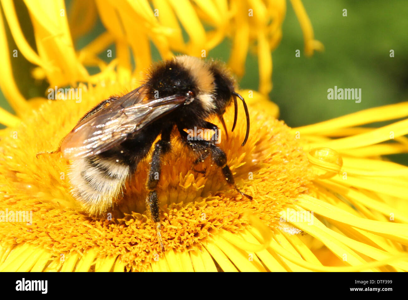 Buff tailed bumblebee feeding on a yellow Inula flower(4 of a series of 5) Stock Photo