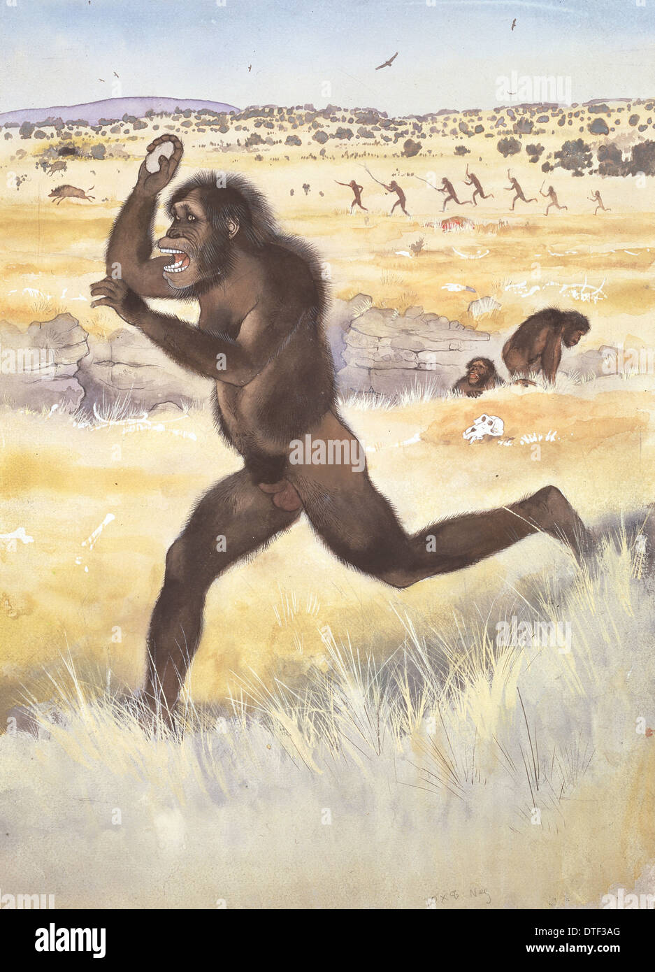 Australopithecus illustration hi-res stock photography and images - Alamy