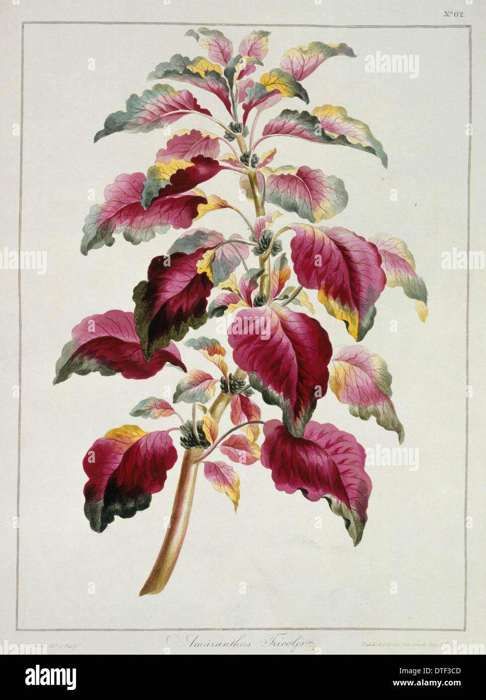 Amaranthus tricolor, Joseph's coat Stock Photo