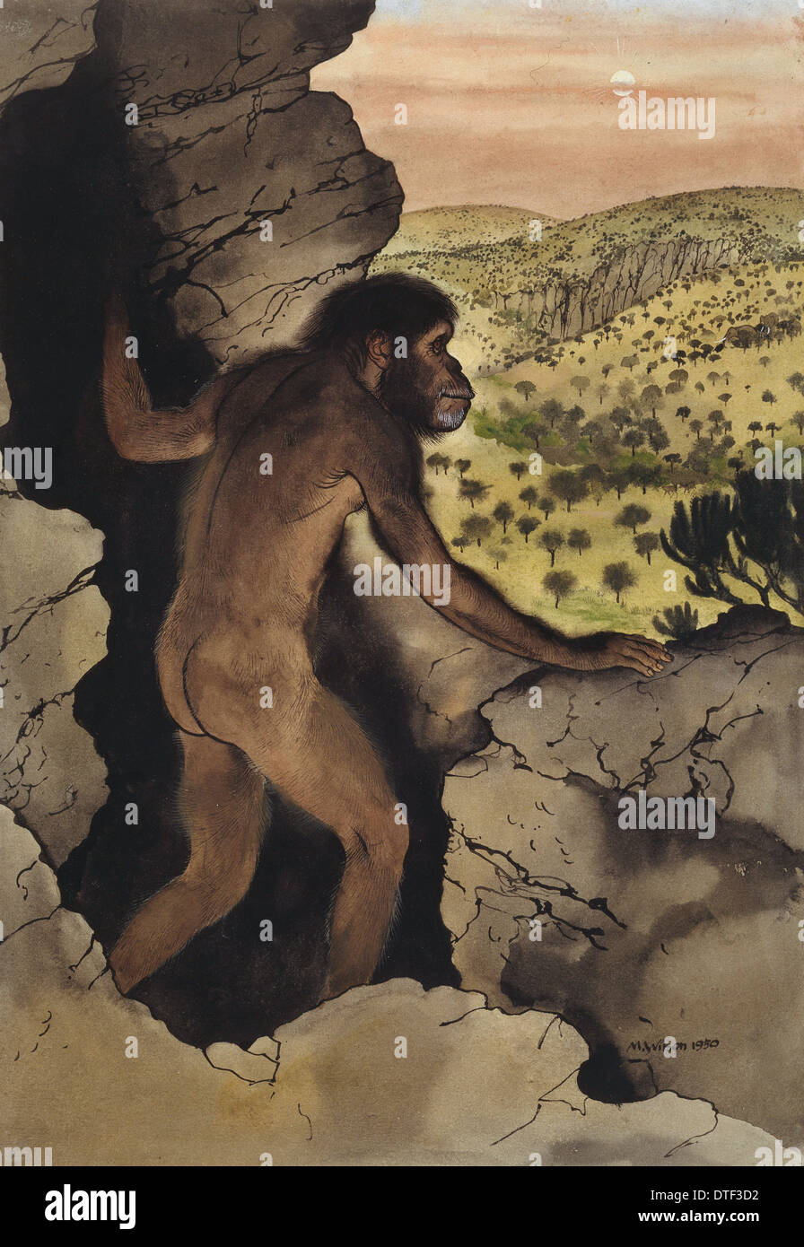 Australopithecus africanus hi-res stock photography and images - Alamy