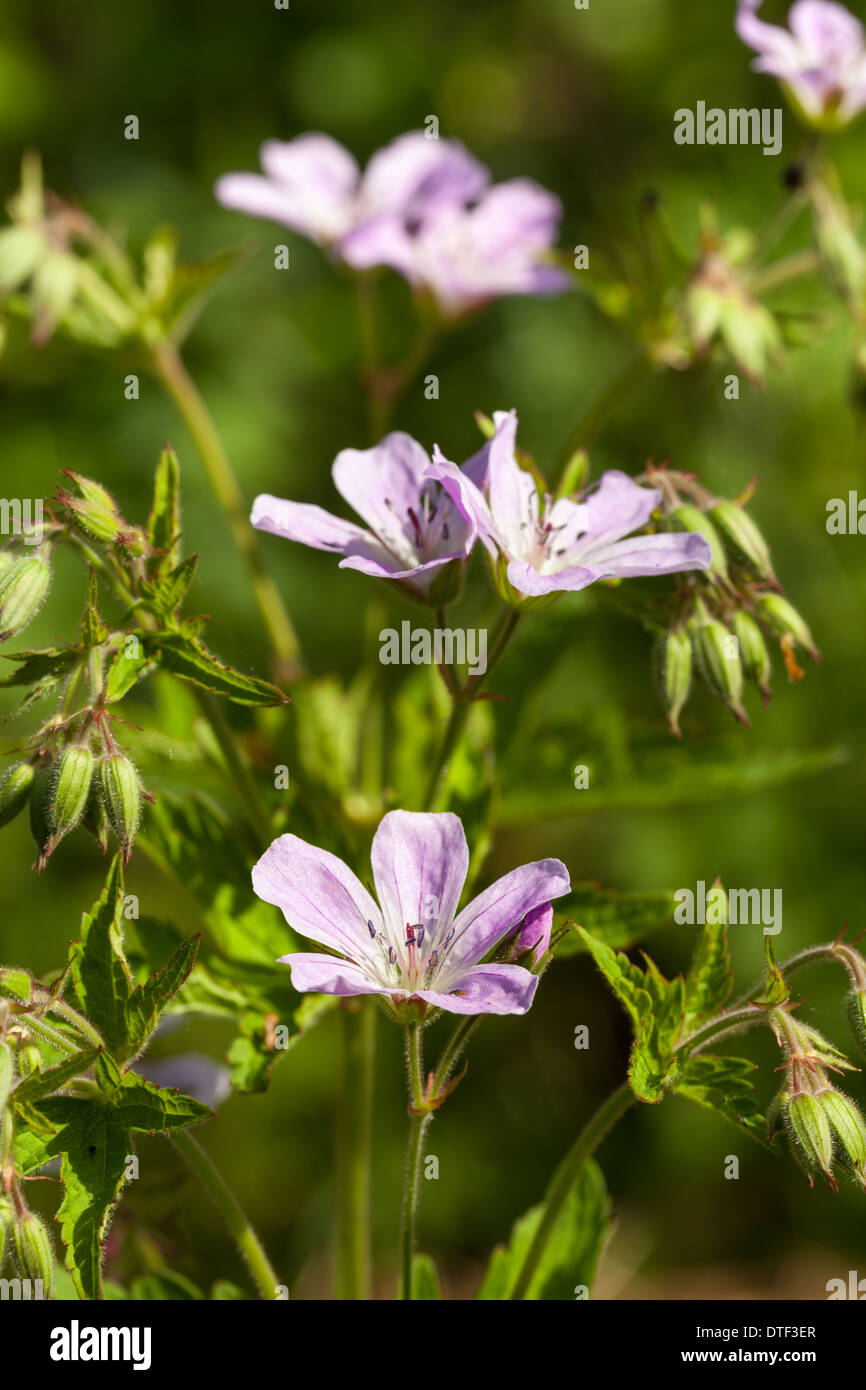 Woodland geranium flowers Stock Photo