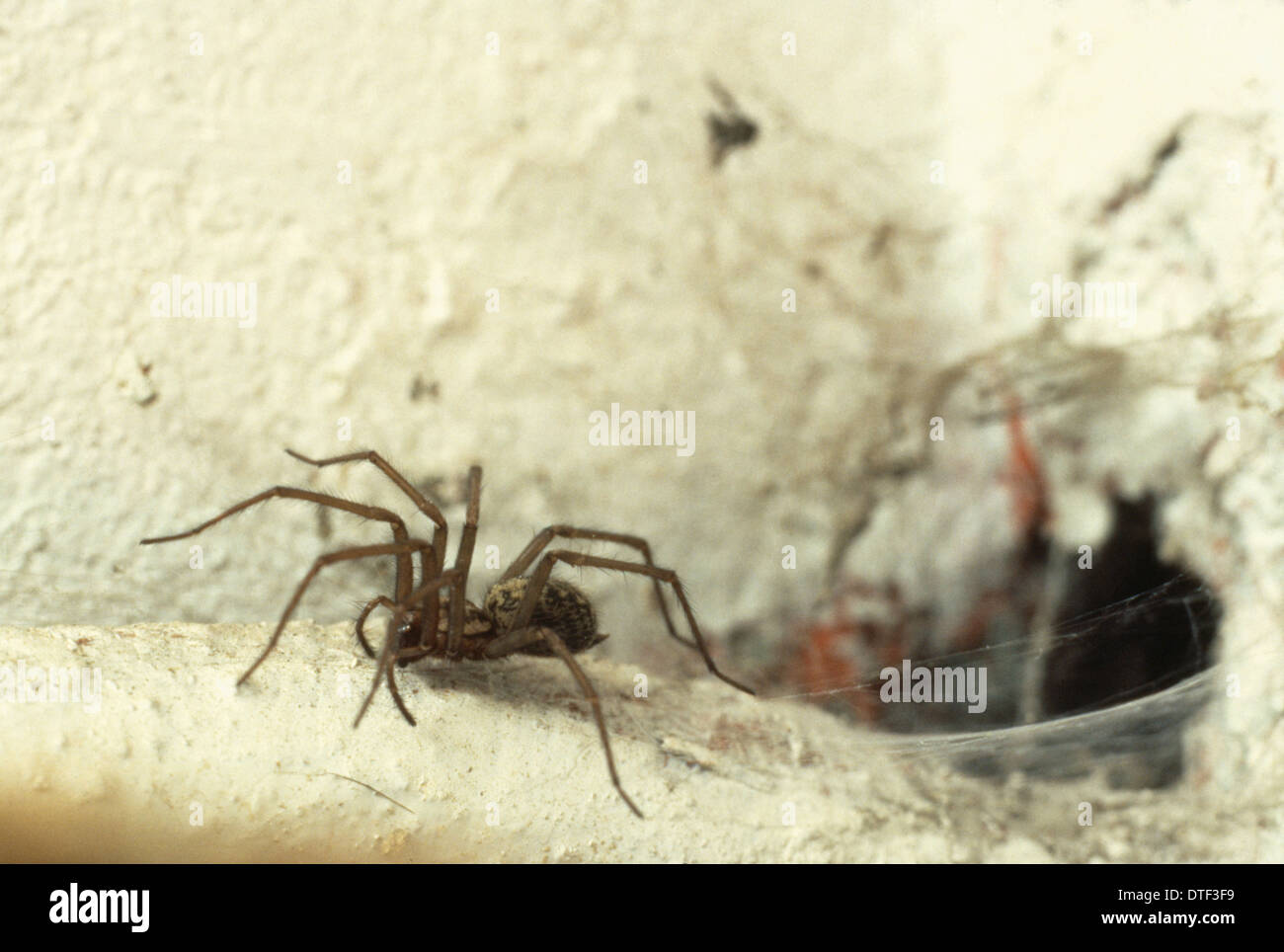 Tegenaria gigantia, house spider Stock Photo