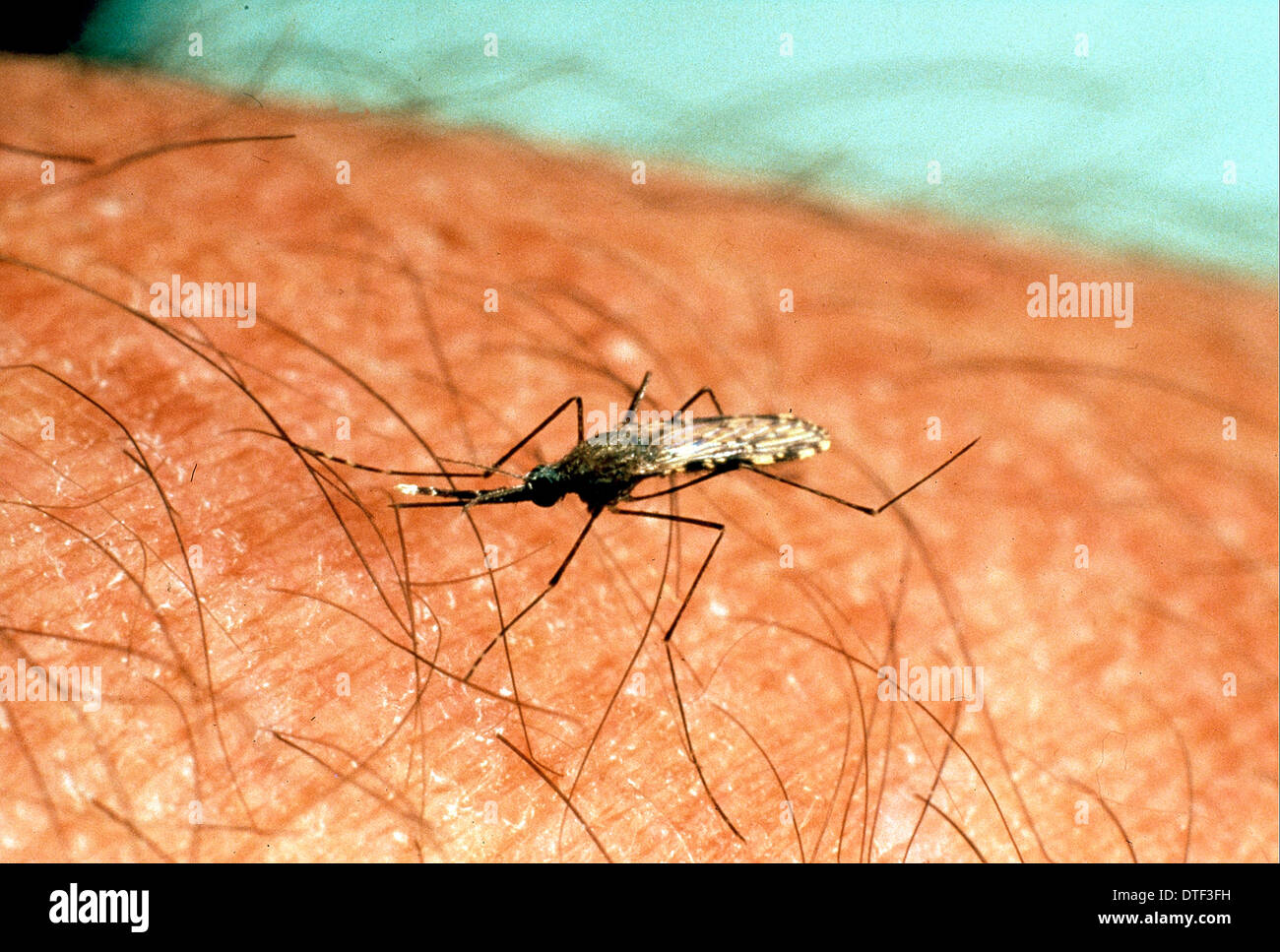 Anopheles sp, anopheline mosquito Stock Photo