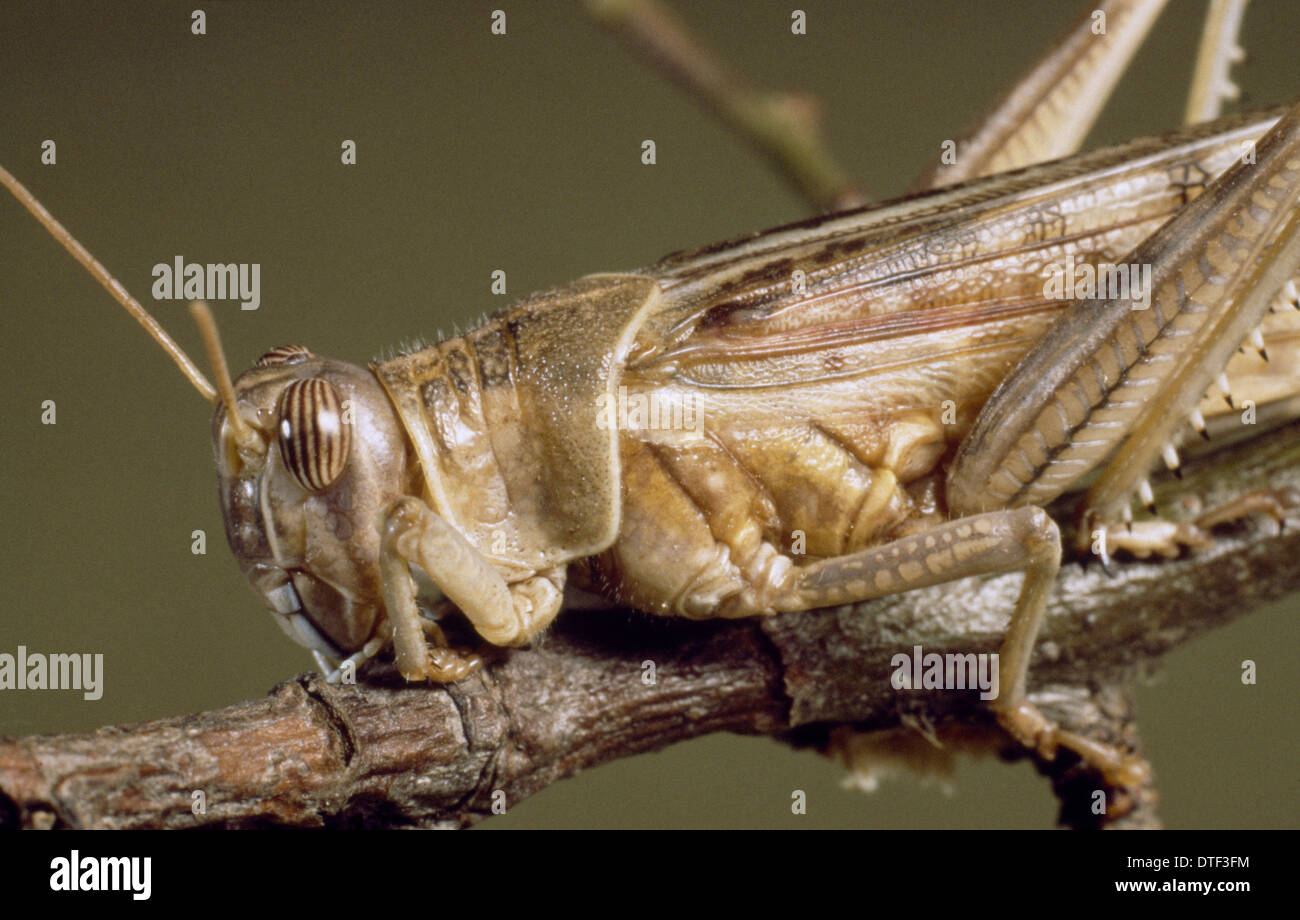 Schistocerca gregaria, desert locust Stock Photo
