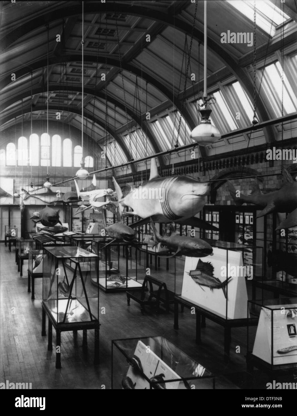 Fish Gallery, 1935, the Natural History Museum Stock Photo