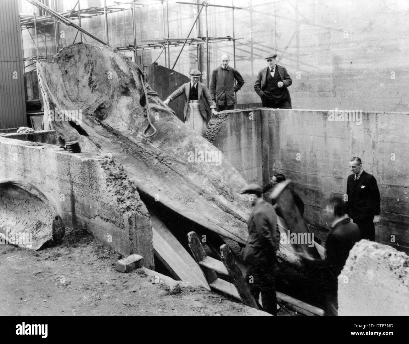 Sperm whale excavation, Natural History Museum, 1938 Stock Photo