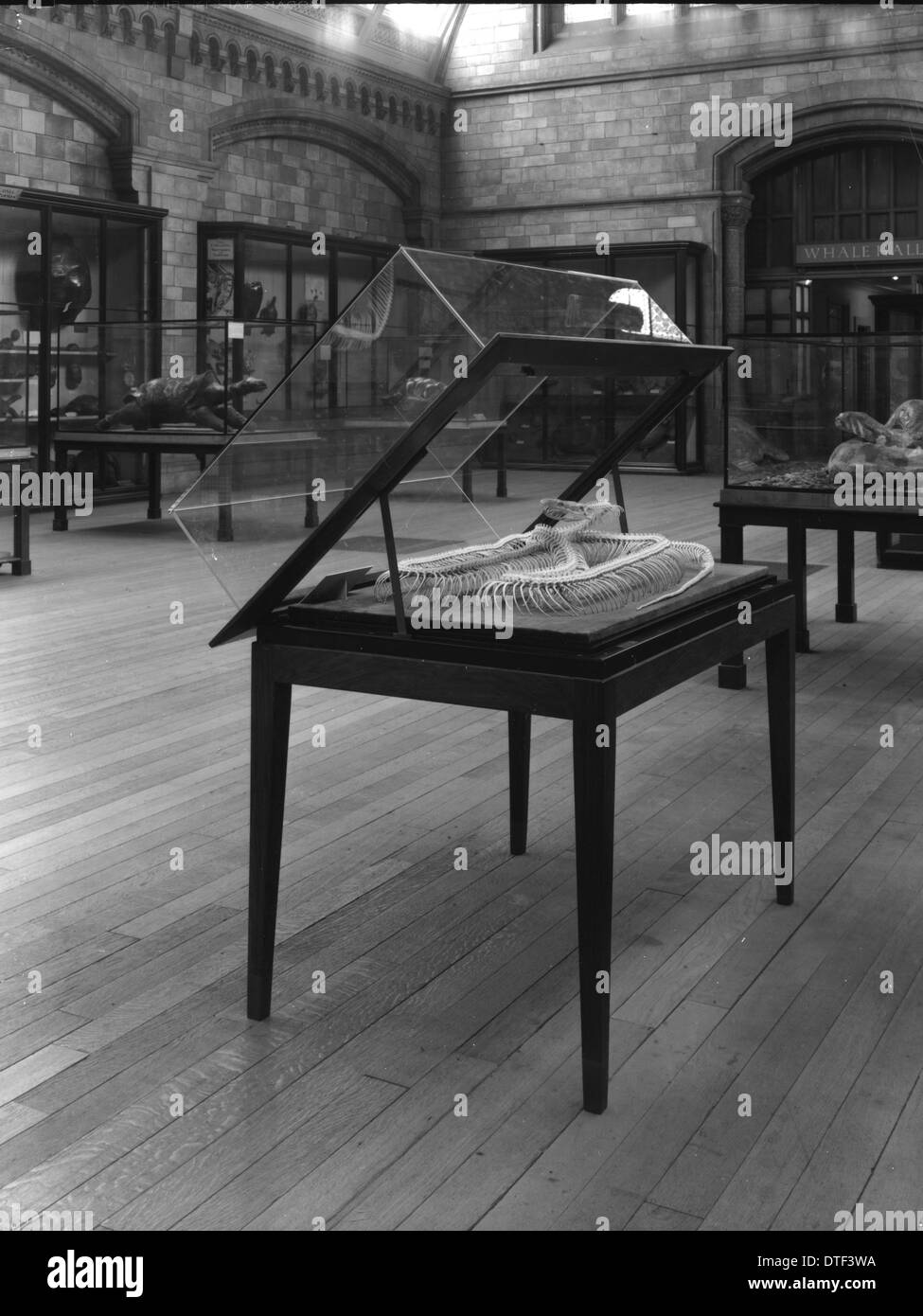 Open case with snake skeleton, 1939.  The Natural History Museum Stock Photo