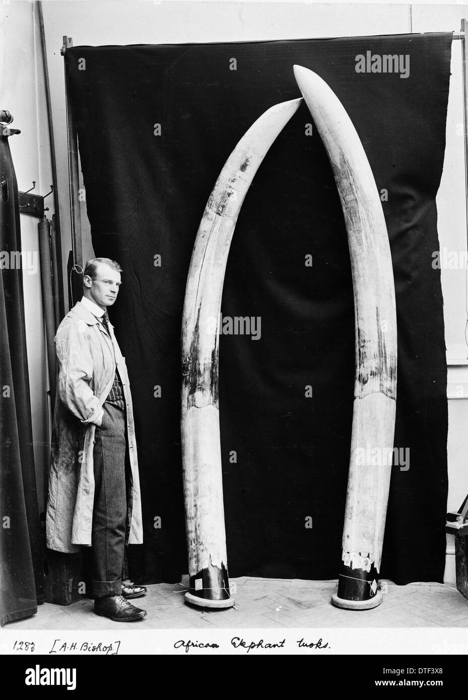 Augustus H. Bishop with elephant tusks, May 1912 Stock Photo