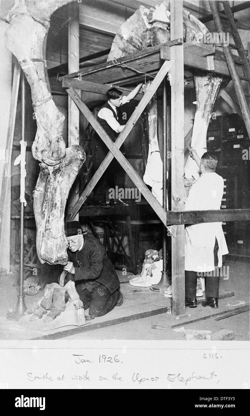 Upnor elephant, 1926, the Natural History Museum, London Stock Photo