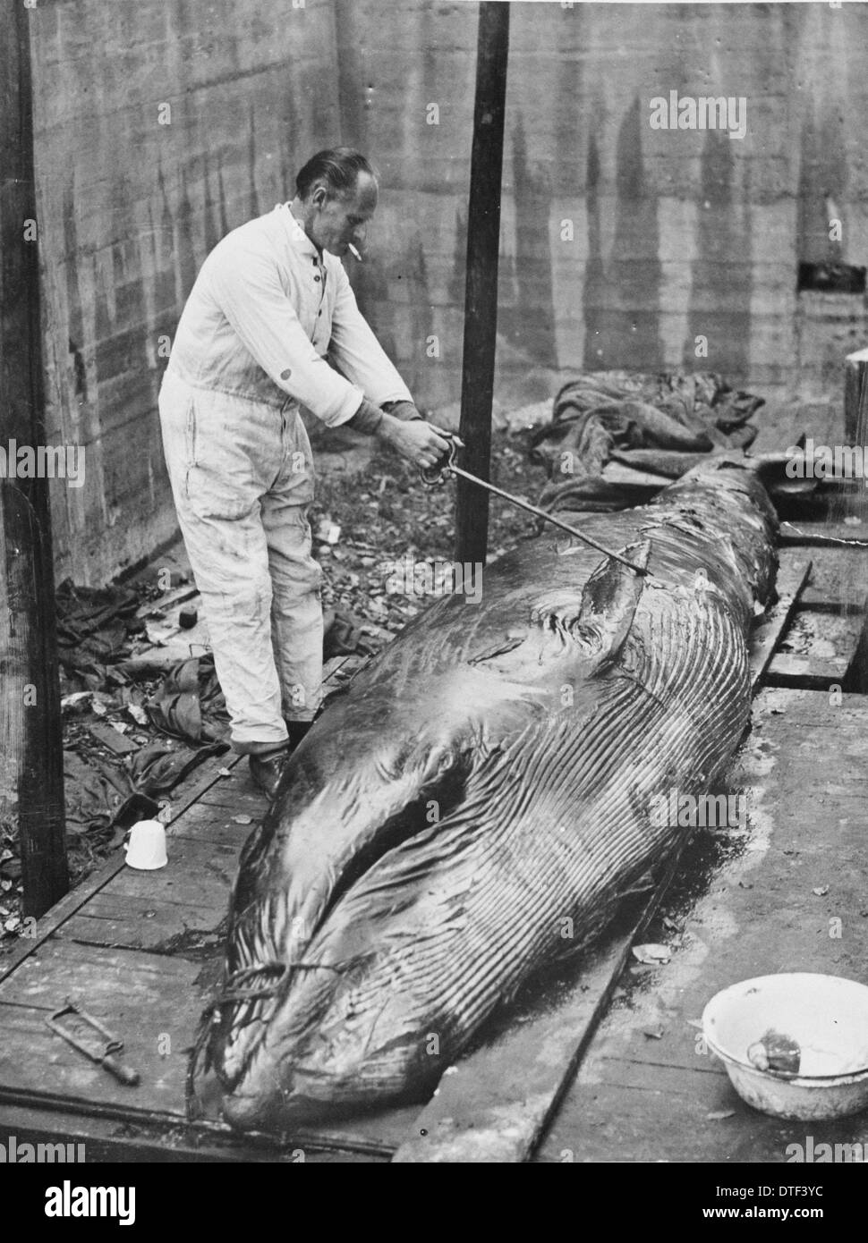 Working on whale carcass, 1930s Stock Photo