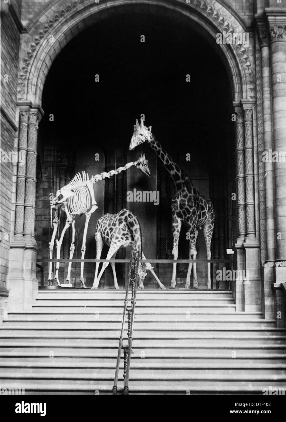 Giraffes on steps, October 1903 at the Natural History Museum, London Stock Photo