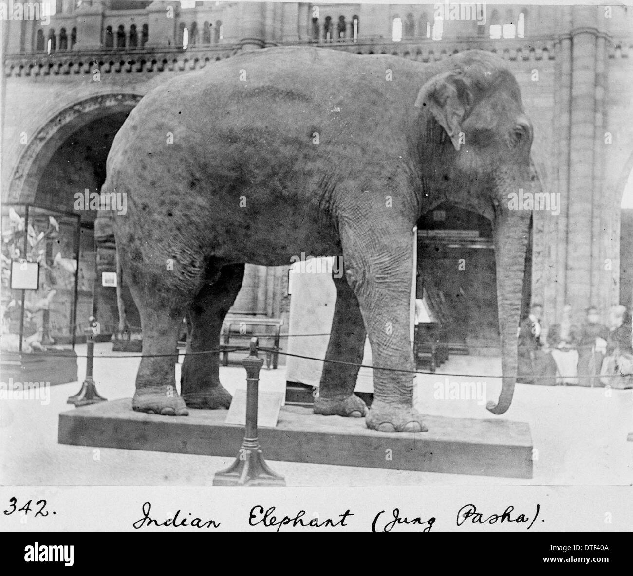 Indian elephant, c.1898 Stock Photo