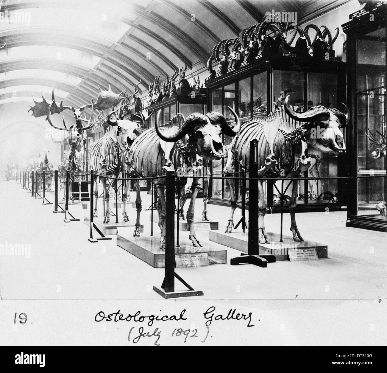 Osteological Gallery, Natural History Museum, London, July 1892 Stock
