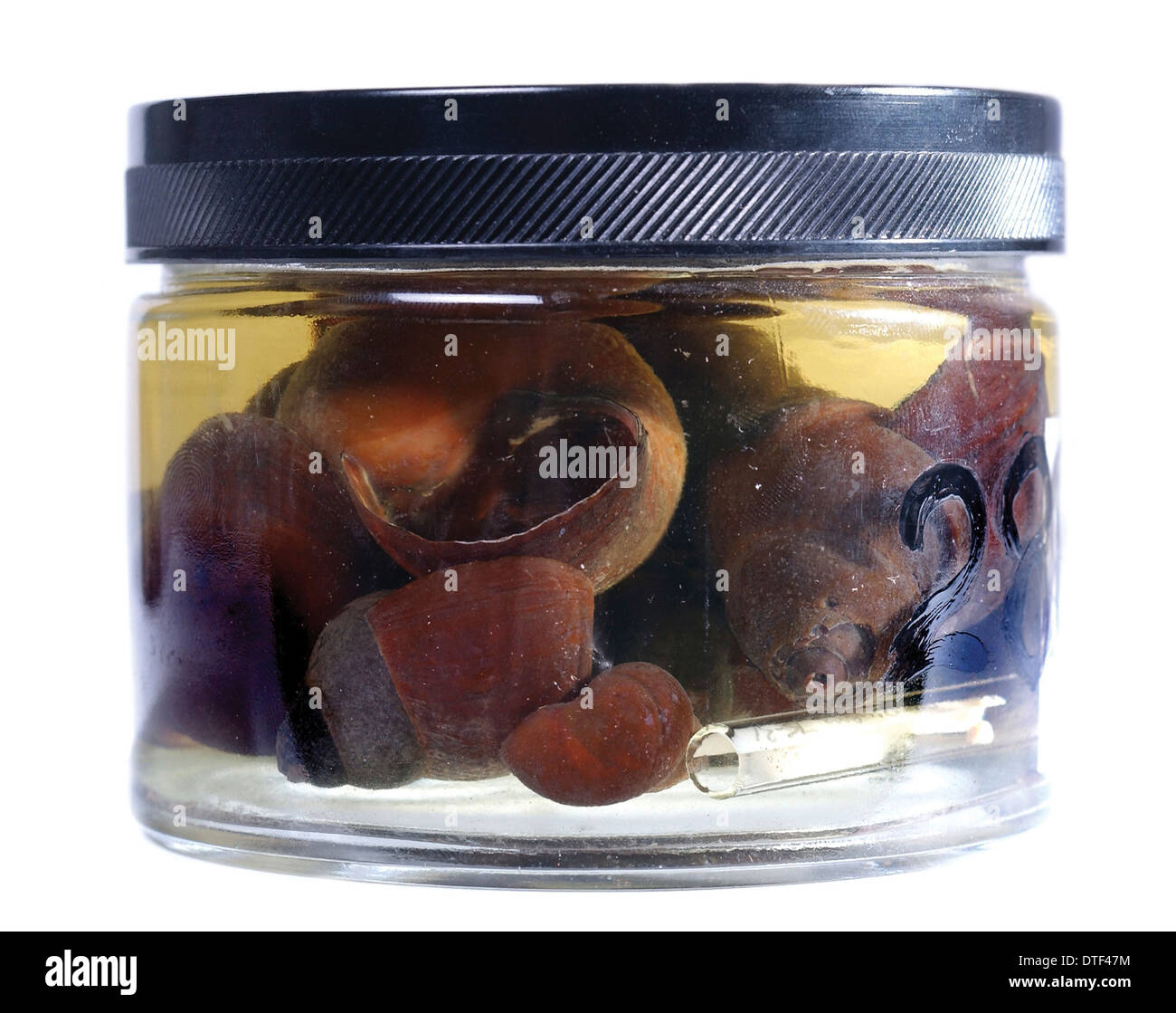 Freshwater snails hires stock photography and images Alamy