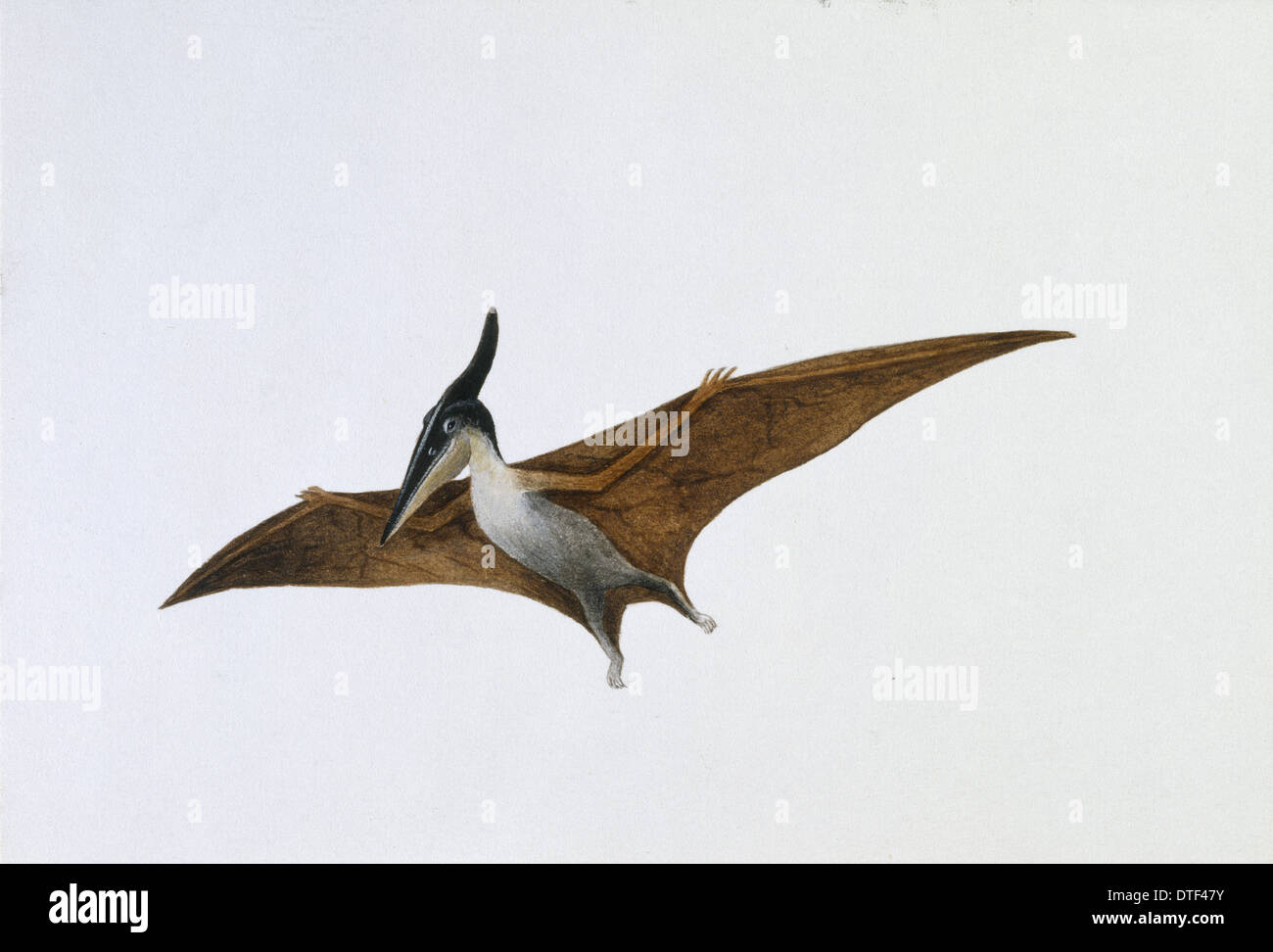 Pterodactyl Or Pteranodon Flying Over The Ocean Stock Photo, Picture and  Royalty Free Image. Image 9183984.