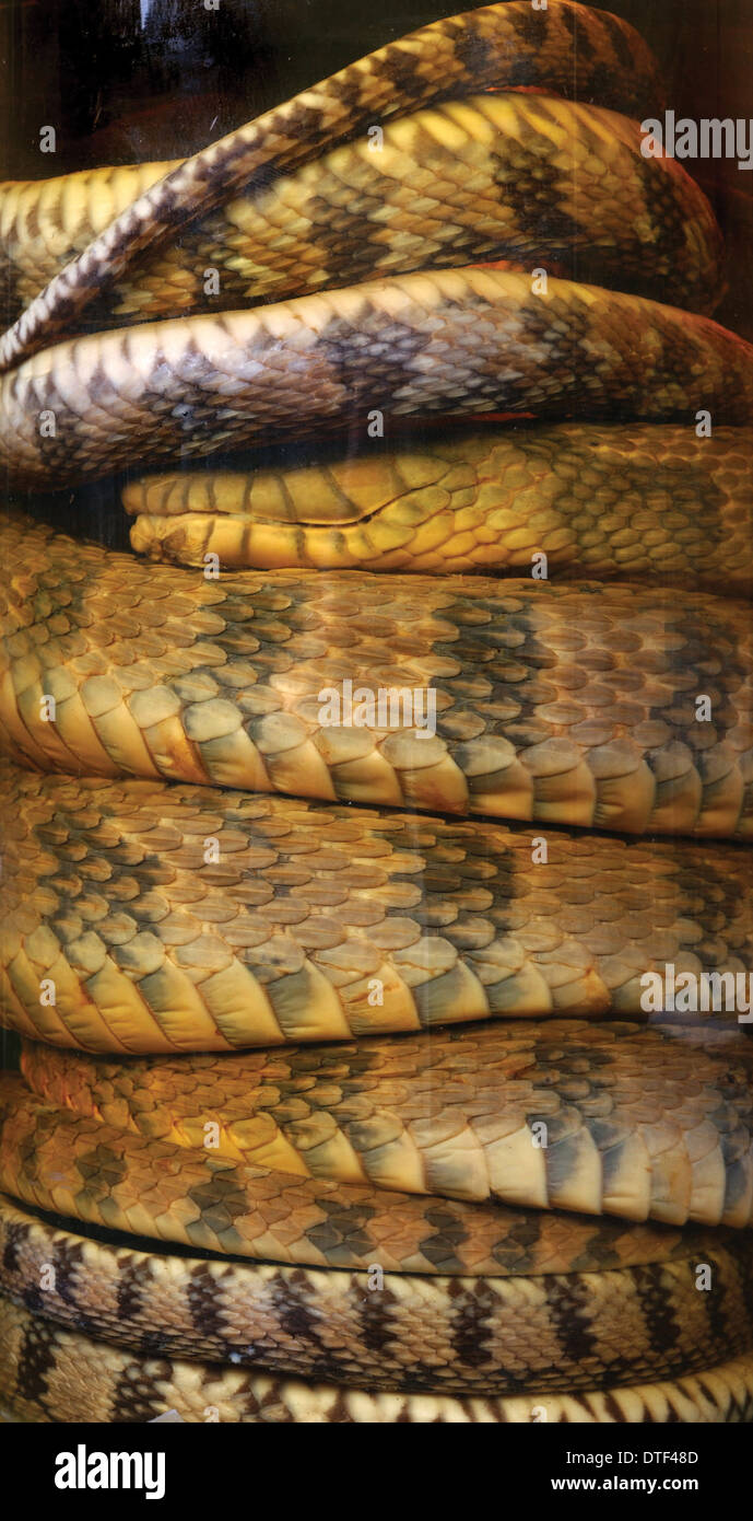 Nerodia sipedon, water snake Stock Photo