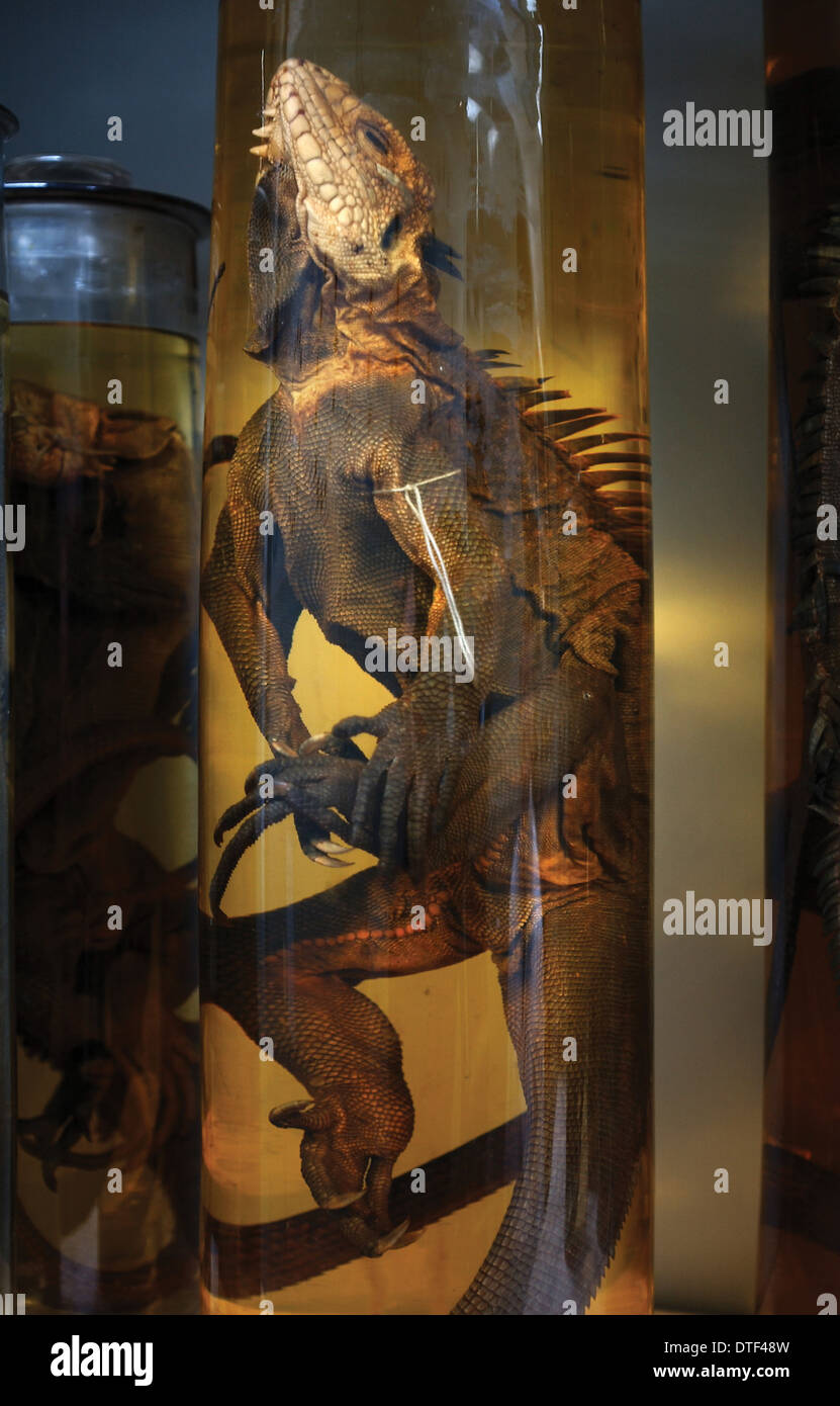 Iguana delicatissima, West Indian iguana Stock Photo Alamy