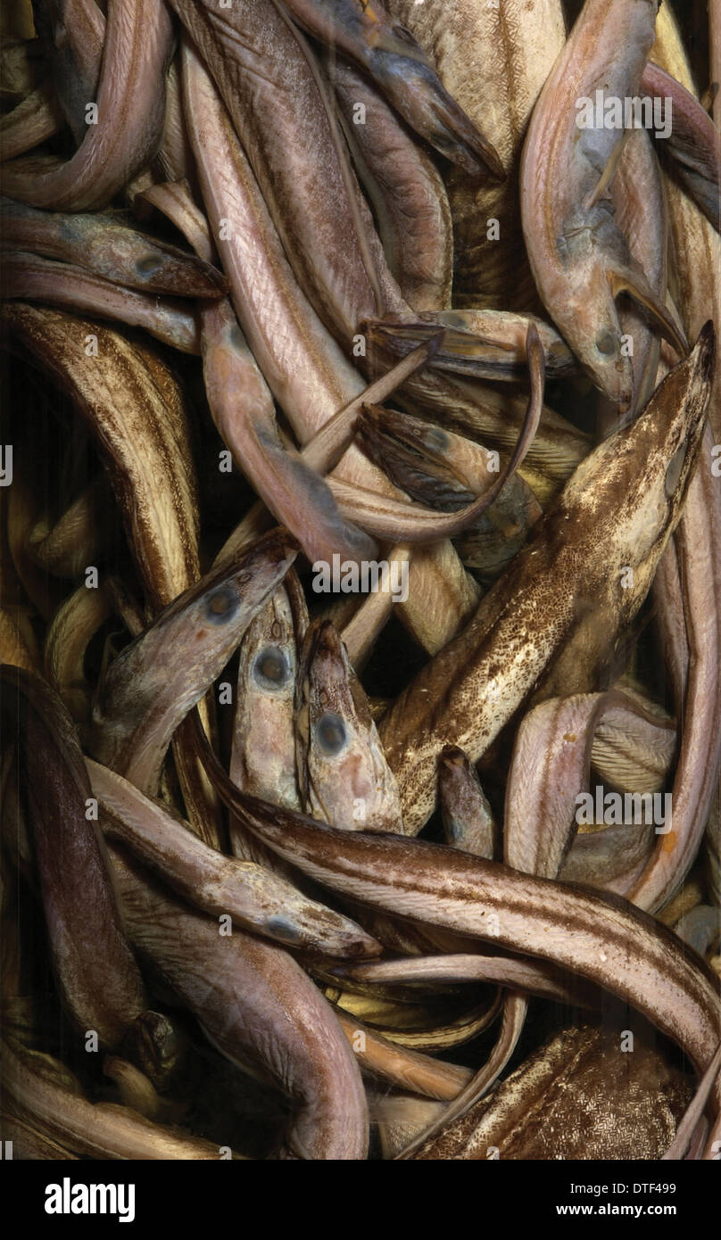 Synaphobranchus kaupi, arrowtooth eel Stock Photo Alamy