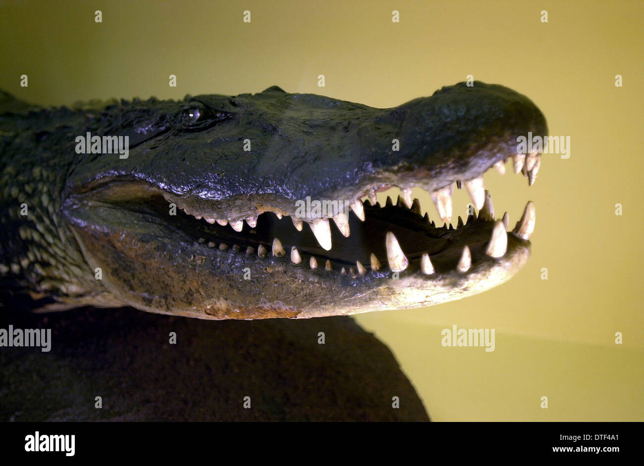 Melanosuchus niger, black caiman crocodile Stock Photo